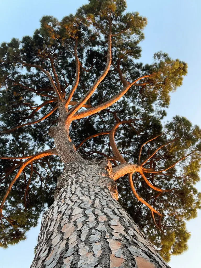 Coaching Nijmegen Individuele en persoonlijke groei en ontwikkeling